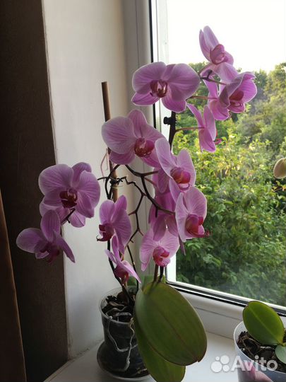 Цветущие орхидеи