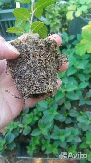 Гортензия саженцы