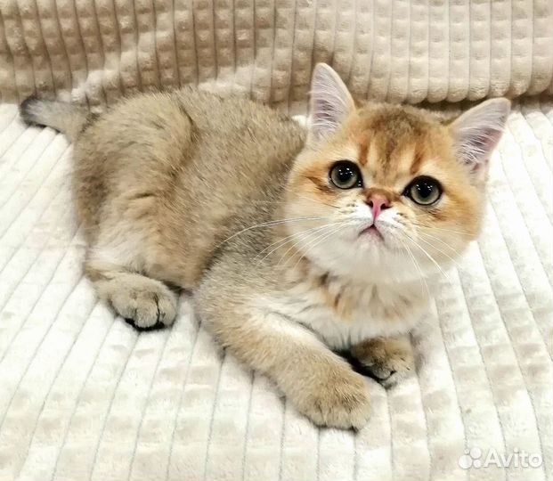 Шотландский мальчик