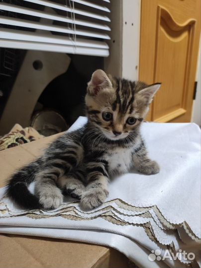Котята ищут дом