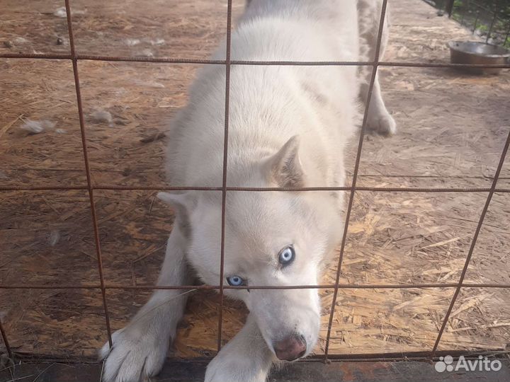 Клетка вольер для собак