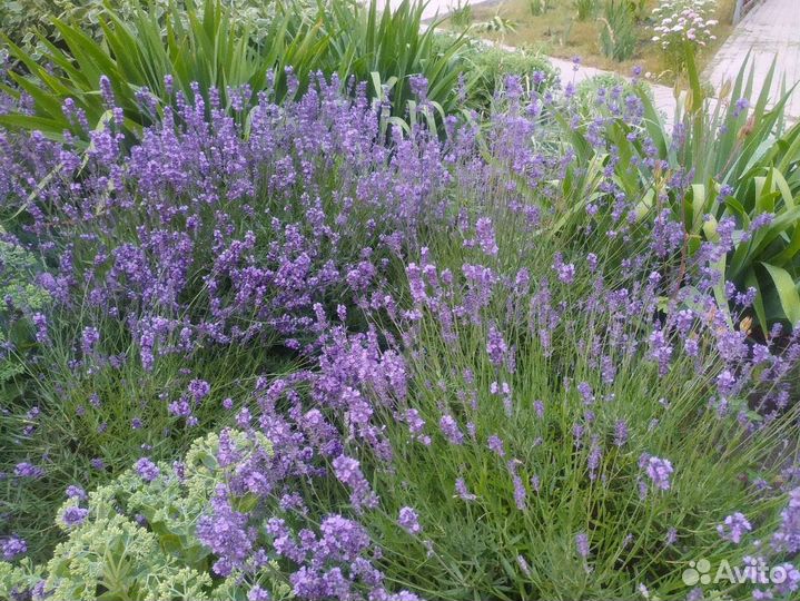 Семена лаванды
