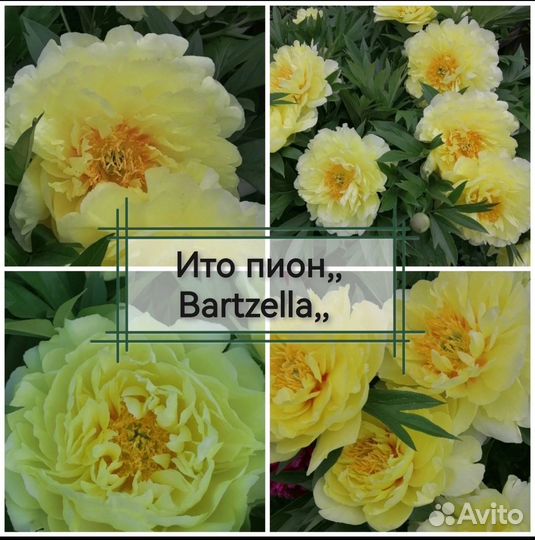 Пионы саженцы корни