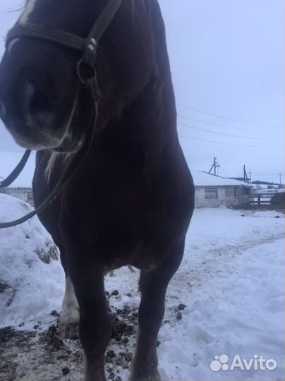 Лошади жеребец