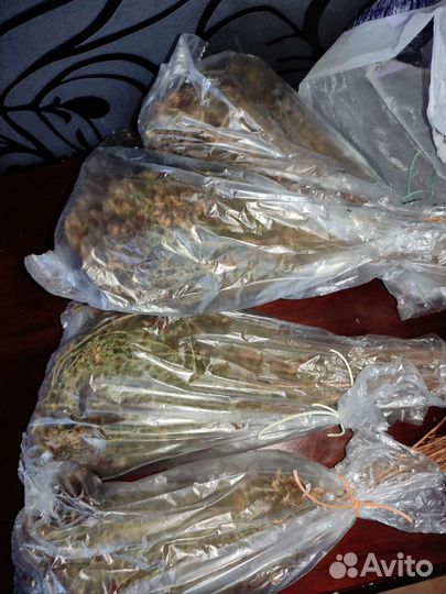 Трава зверобой