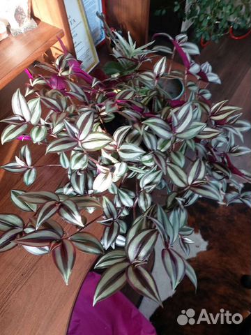 Традесканция