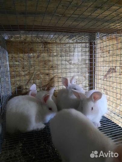 Кролики Белый Паннон