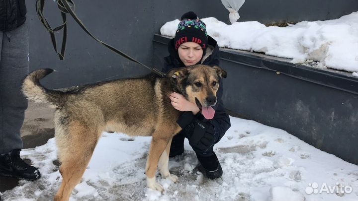 Собака в добрые руки отдам бесплатно