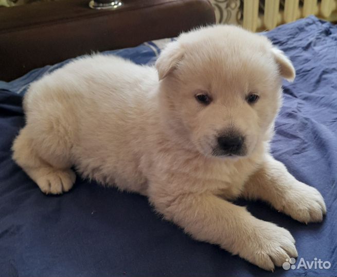 Щенок в добрые руки бесплатно