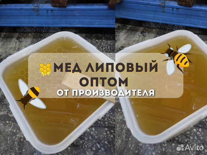 Липовый мёд оптом