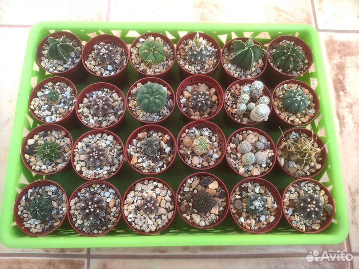 Кактусы редкие