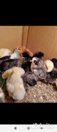 Цыплята смешанных пород