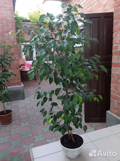 Фикус бенджамина большой