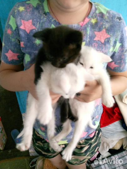 Кошка, котята, котёнок