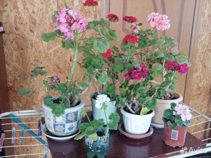 Продам цветы комнатные