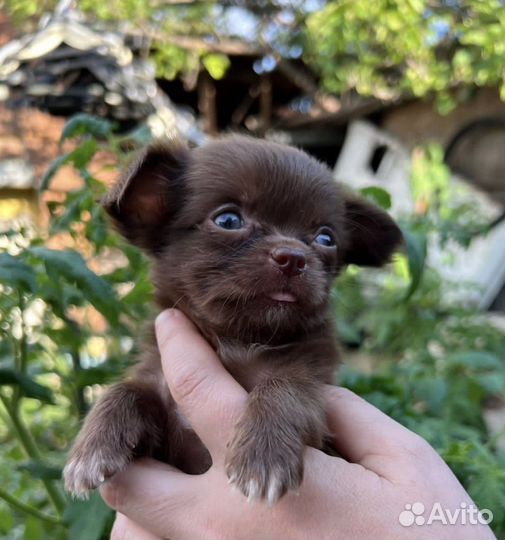 Мальчики - длинники