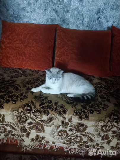 Котики и кошечки в добрые руки