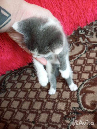 Кошки вислоухие