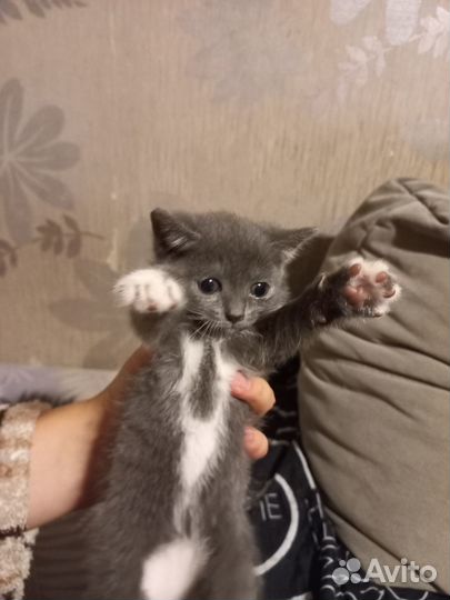 Отдам кошечек