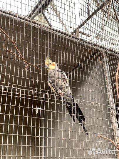 Попугай корелла