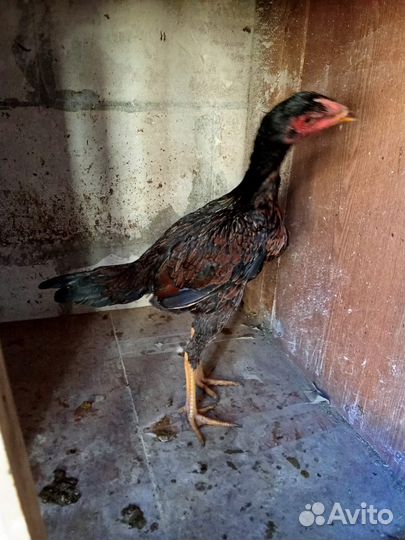 Куры бойцовые