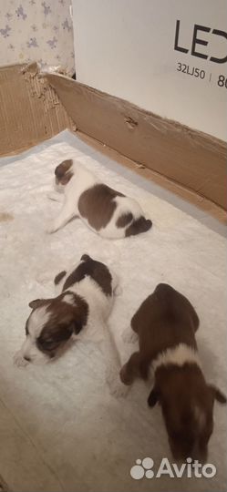Щенки фокстерьера жесткошерстного