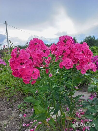 Многолетние цветы: флоксы астильба примула ромашка