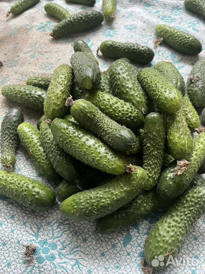 Огурцы на засолку