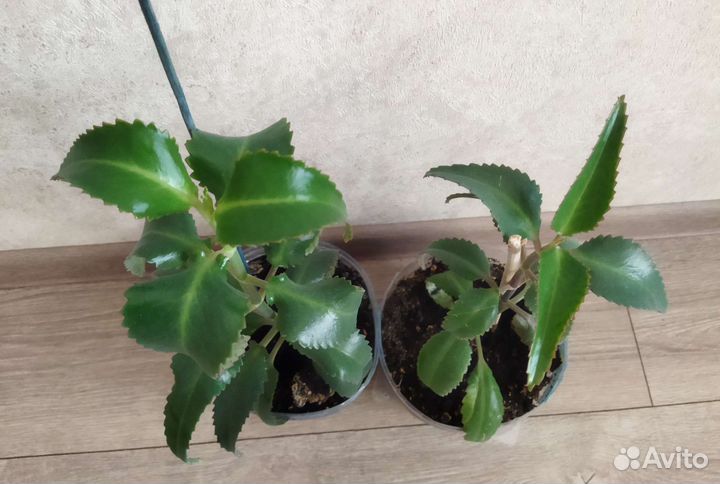 Каланхоэ лечебное