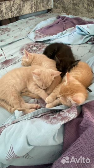 Котята дворовые