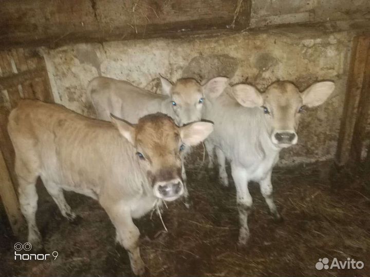 Бычки с доставкой