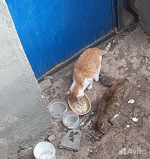 Кошки и коты в добрые руки