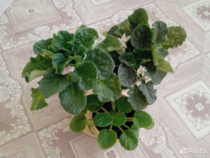 Комнатные цветы