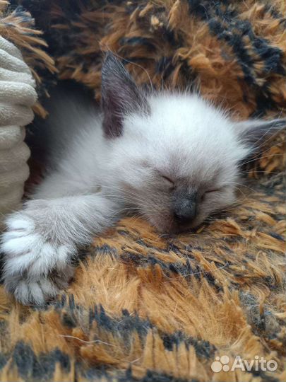 Прелестные котятки ищут семью