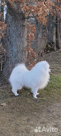 Японский шпиц (кобель). вязка