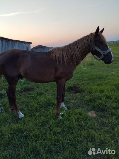 Русский рысак