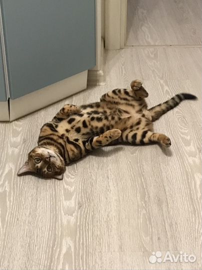 Бенгальский кот вязка