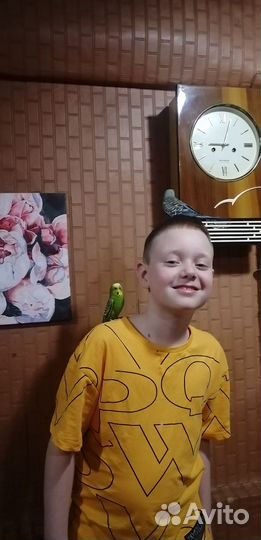 Продам Самца волнистого попугая