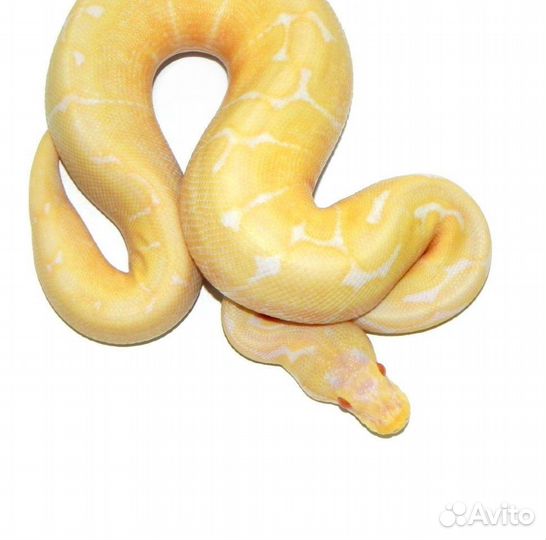 Аренда и передержка животных