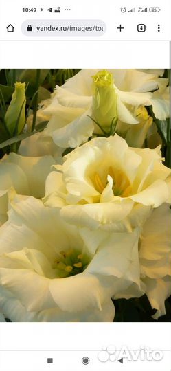 Профессиональные семена эустомы