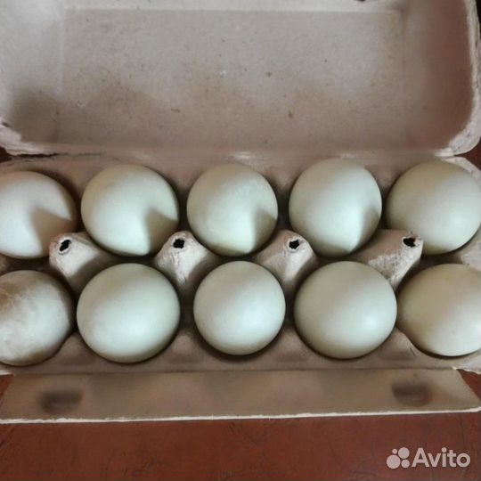 Инкубационное яйцо утки индийский бегунок