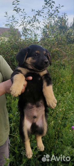 Отдам бесплатно животные