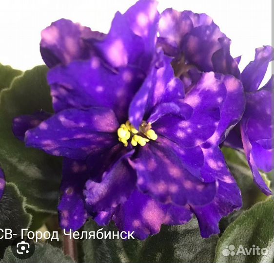Фиалка сортовая