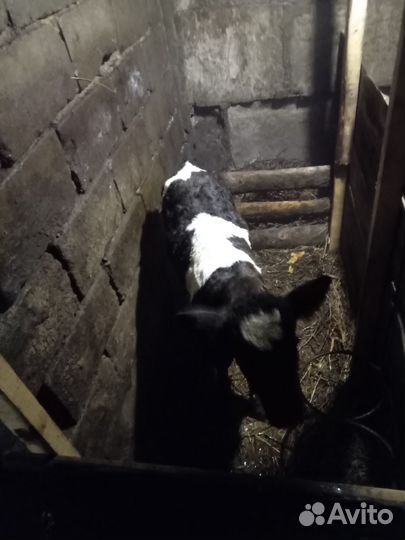 С/х животные