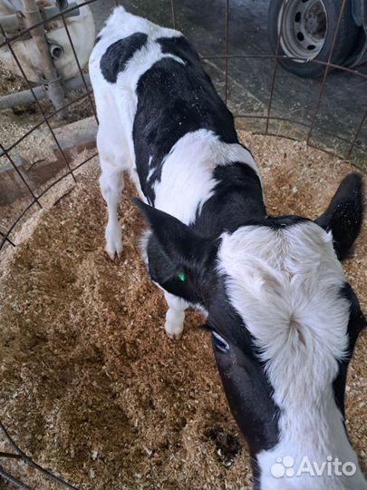 Телята бычки