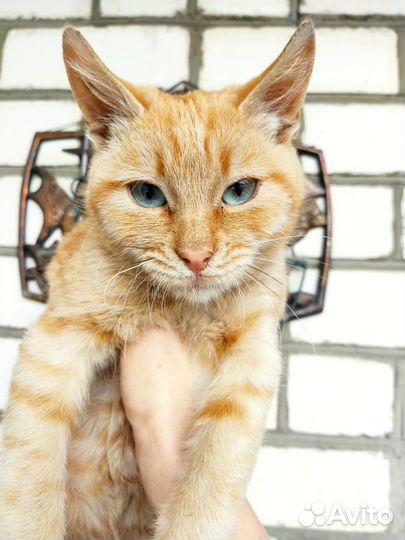 Котенок мальчик в добрые руки
