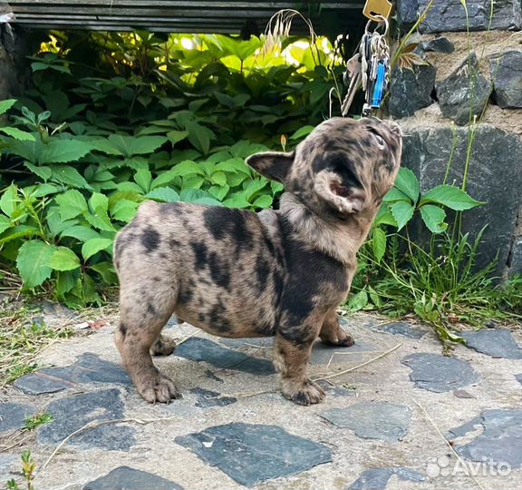 Французсий бульдог Какао мерле