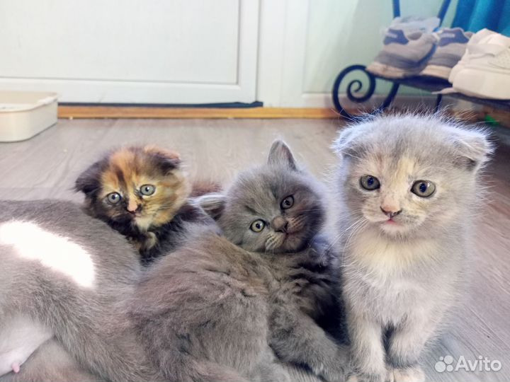 Котята