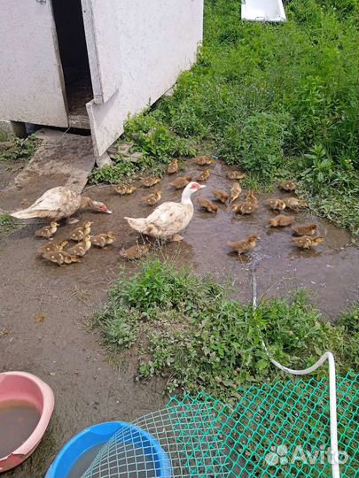 Утята индоутки