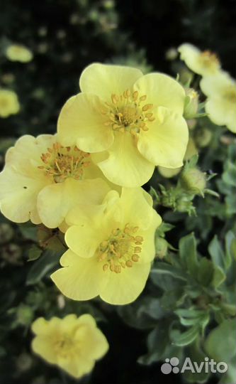 Лапчатка «Курильский чай»